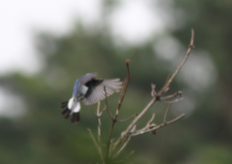 f:id:funatuyo:20150621073142j:image