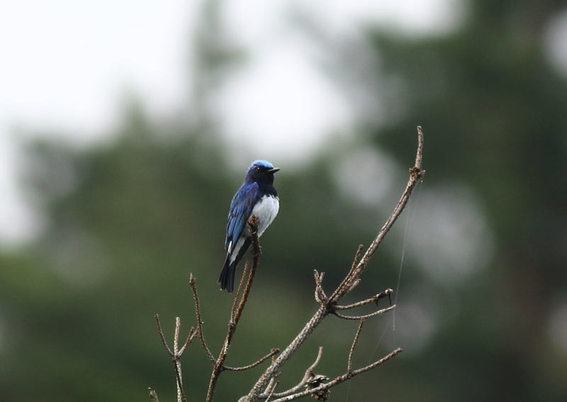 f:id:funatuyo:20150621073155j:image