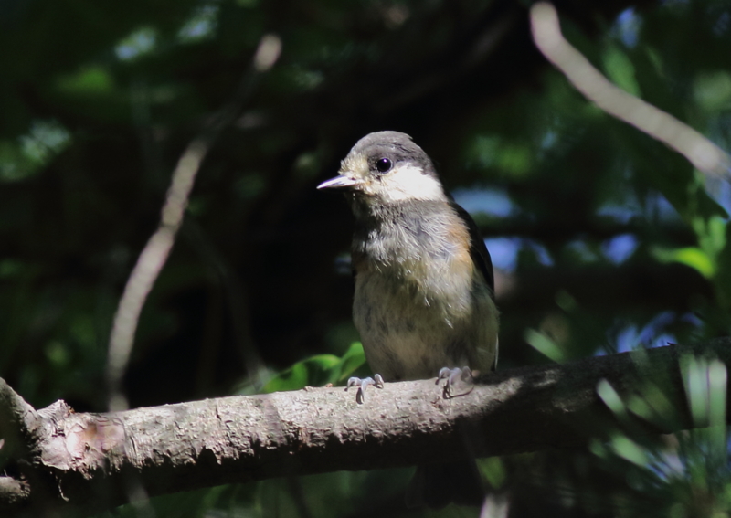 f:id:funatuyo:20150702120658j:image