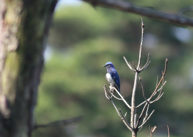 f:id:funatuyo:20150702120701j:image