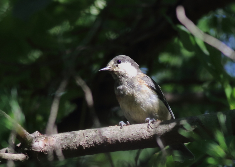 f:id:funatuyo:20150702120705j:image