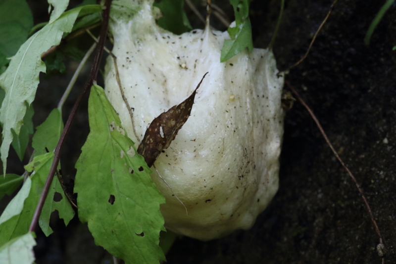 f:id:funatuyo:20150702120710j:image