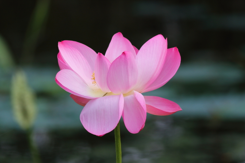 f:id:funatuyo:20150705160702j:image