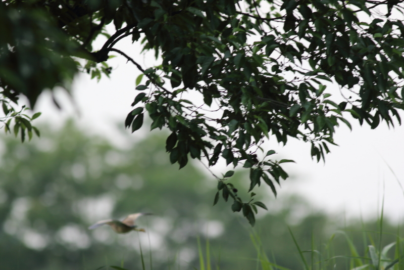 f:id:funatuyo:20150705161846j:image