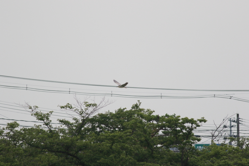 f:id:funatuyo:20150705162539j:image