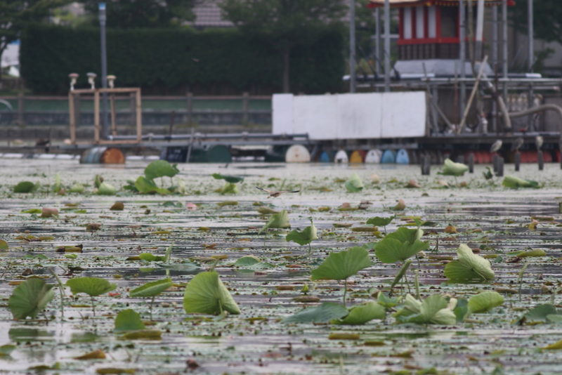 f:id:funatuyo:20150705162602j:image