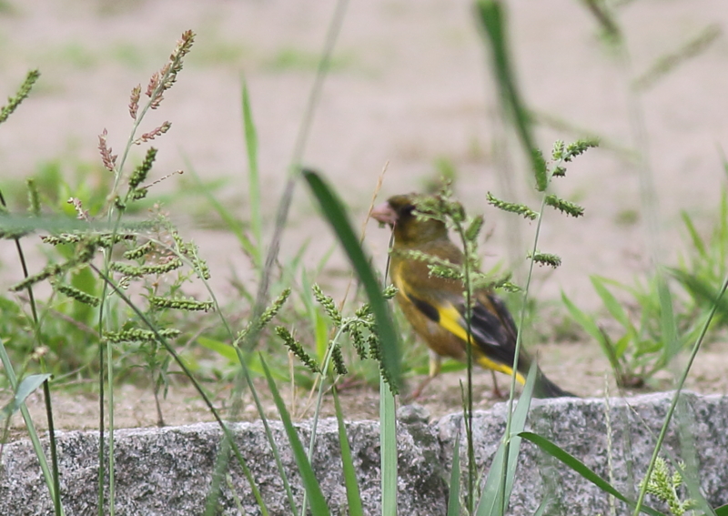 f:id:funatuyo:20150707080721j:image