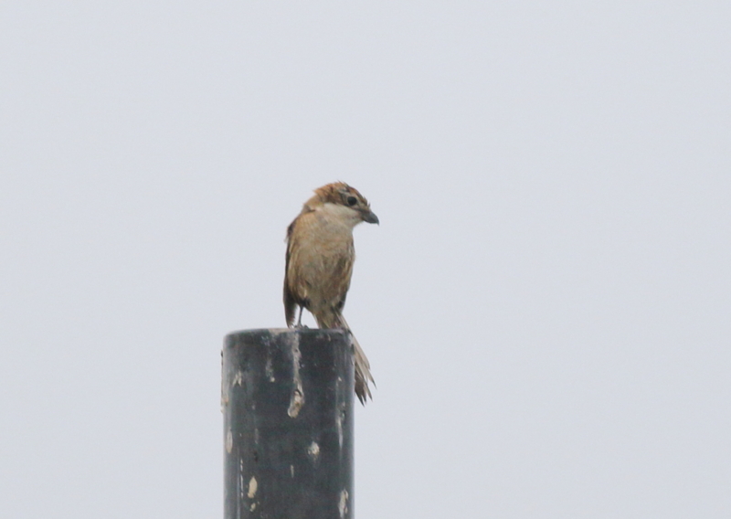 f:id:funatuyo:20150708164810j:image