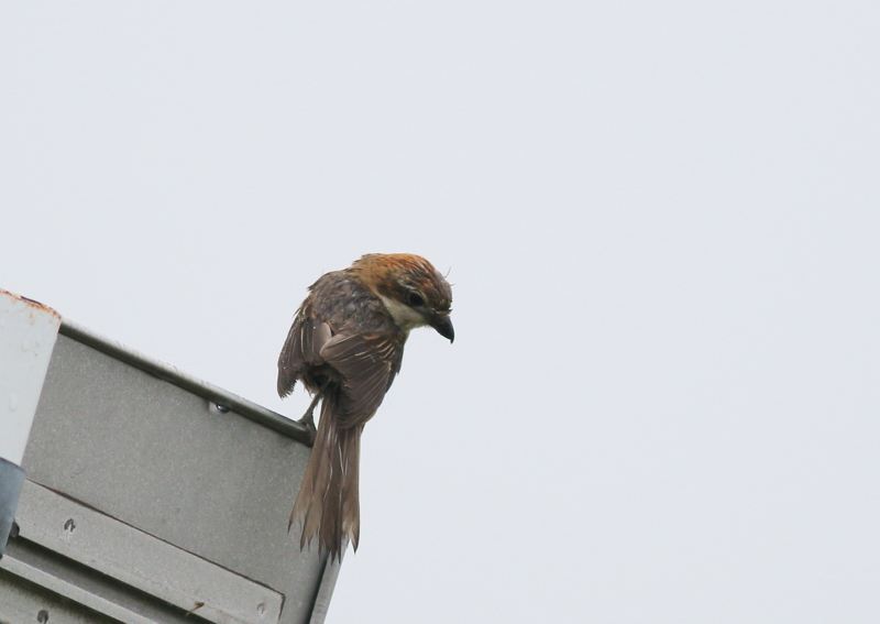 f:id:funatuyo:20150708165301j:image