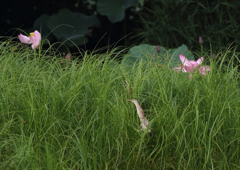 f:id:funatuyo:20150713084155j:image
