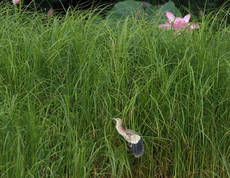 f:id:funatuyo:20150713084234j:image