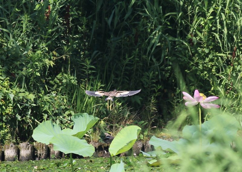 f:id:funatuyo:20150714082445j:image