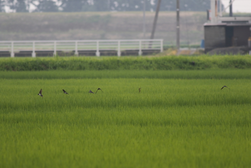 f:id:funatuyo:20150715080558j:image