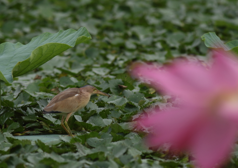 f:id:funatuyo:20150715082005j:image
