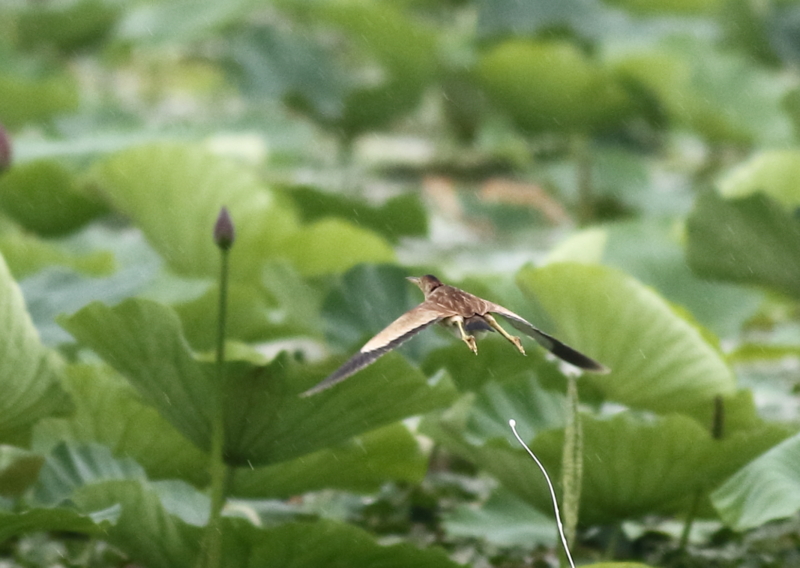 f:id:funatuyo:20150716090531j:image