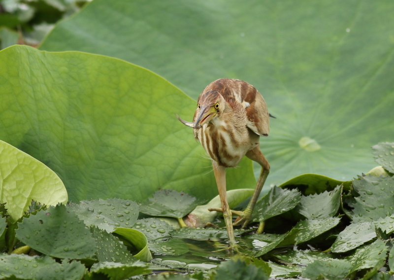 f:id:funatuyo:20150718094306j:image