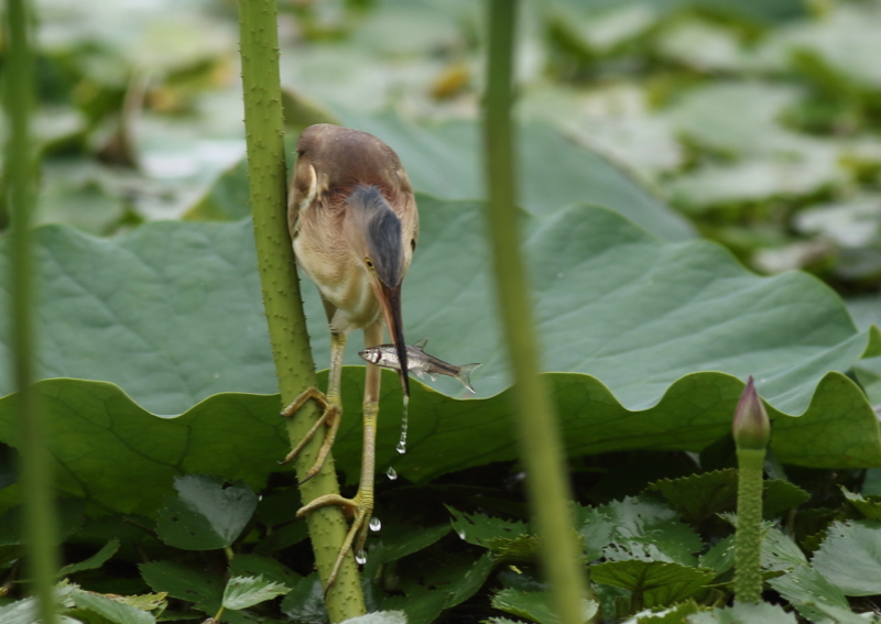f:id:funatuyo:20150719100154j:image