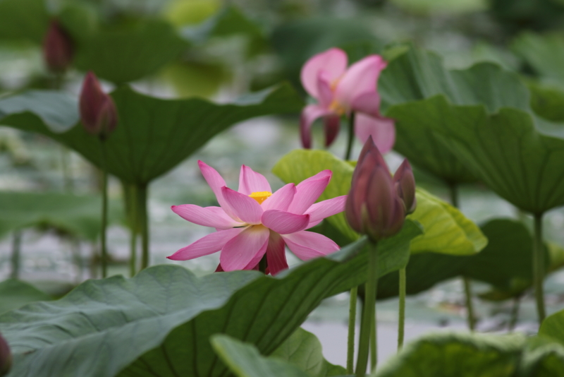 f:id:funatuyo:20150719101145j:image