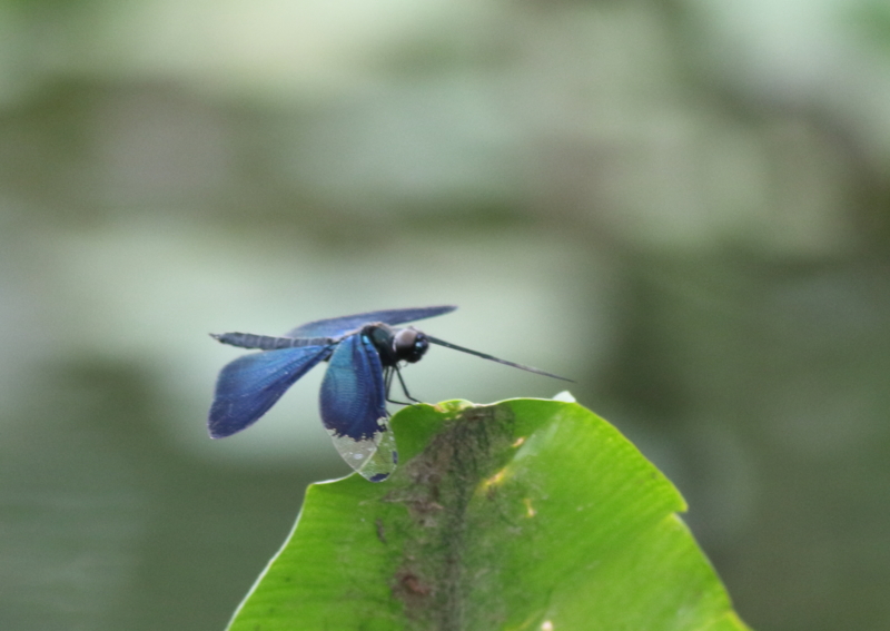 f:id:funatuyo:20150719151447j:image