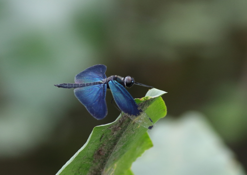 f:id:funatuyo:20150719151627j:image