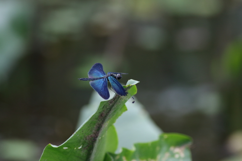 f:id:funatuyo:20150719151828j:image