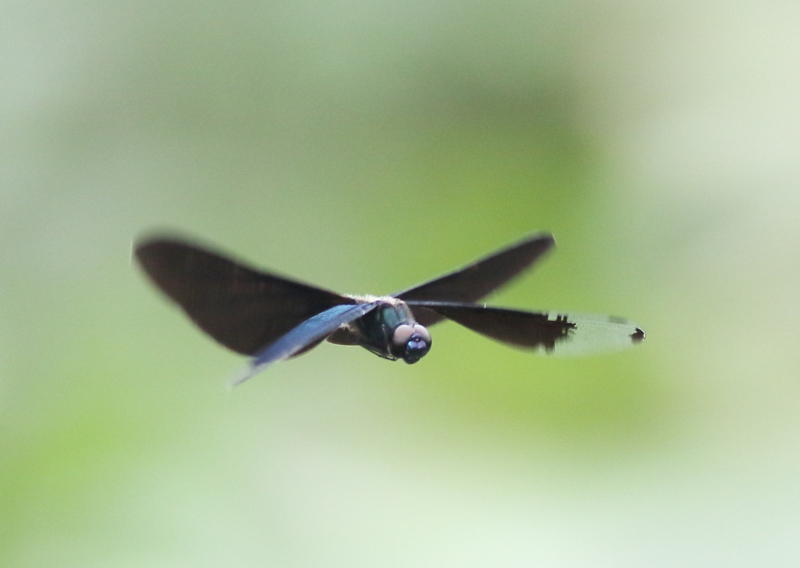 f:id:funatuyo:20150719152243j:image