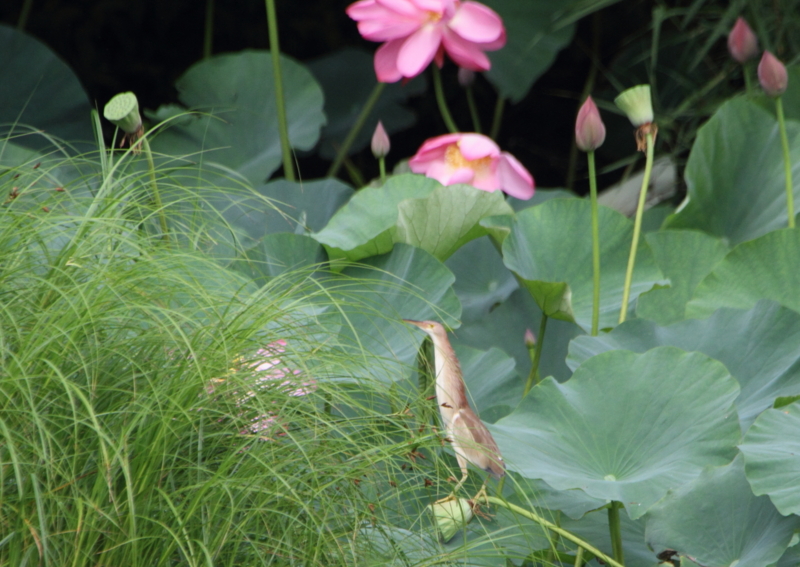 f:id:funatuyo:20150720082818j:image