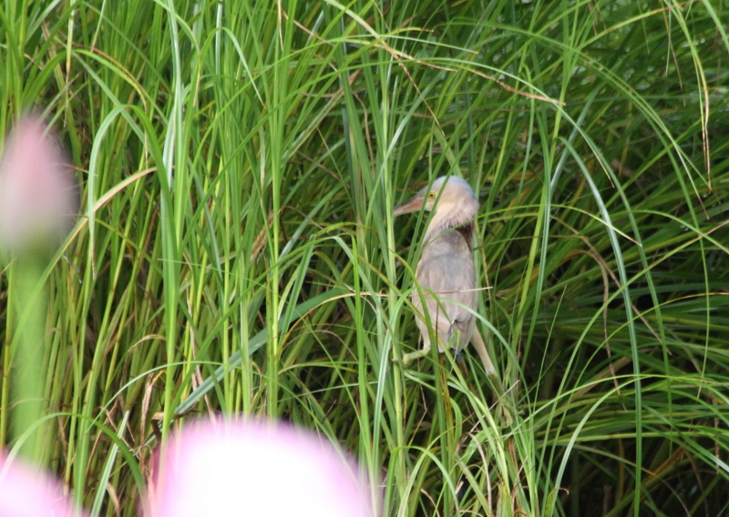f:id:funatuyo:20150720083548j:image