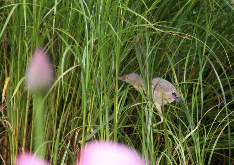 f:id:funatuyo:20150720083552j:image