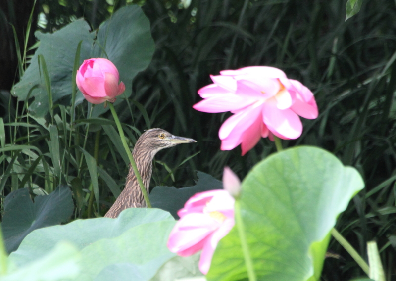 f:id:funatuyo:20150720084653j:image