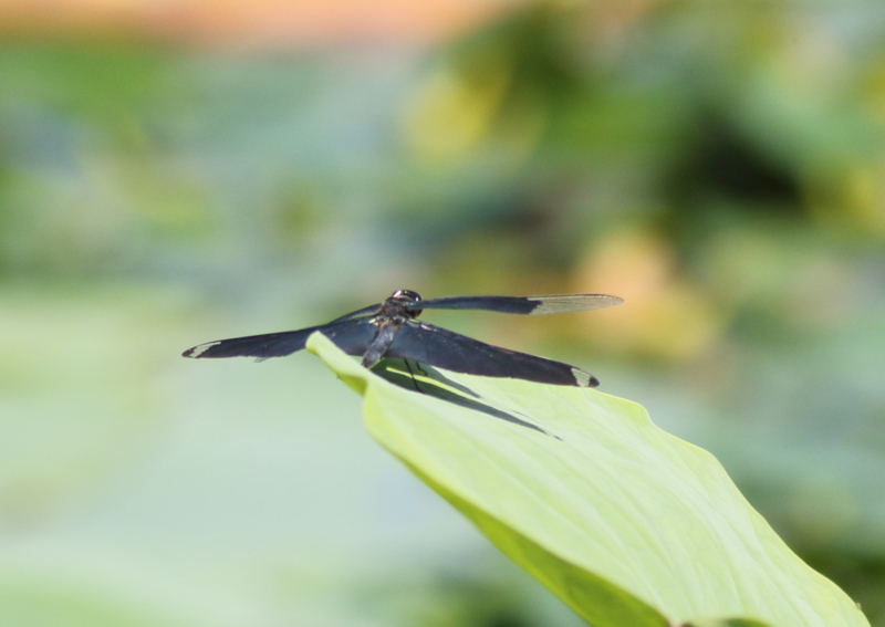 f:id:funatuyo:20150721081923j:image