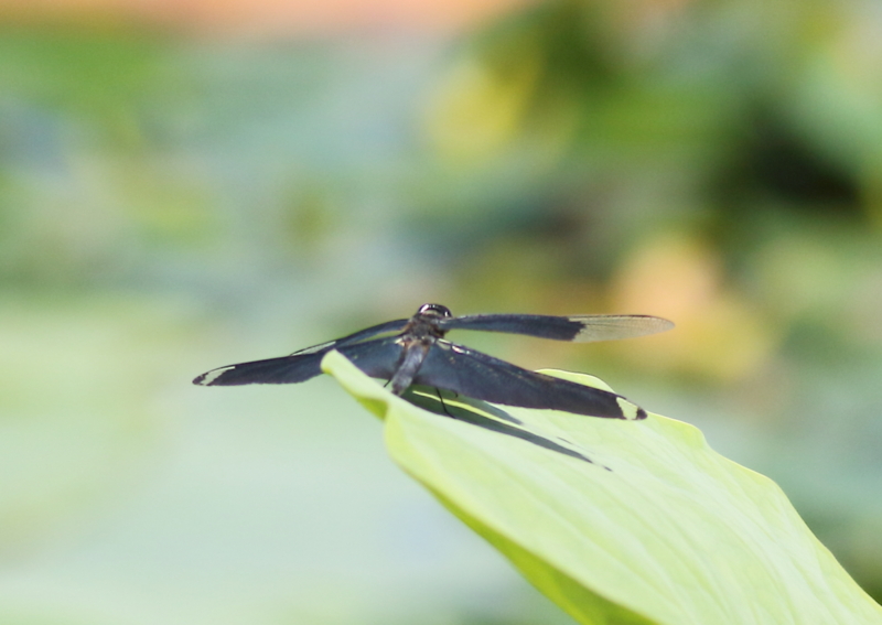 f:id:funatuyo:20150721081928j:image
