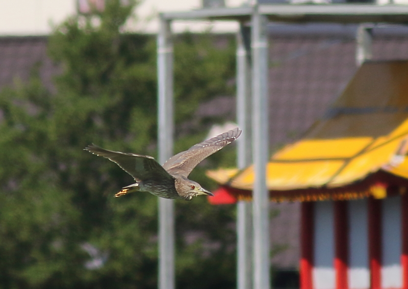 f:id:funatuyo:20150721083426j:image