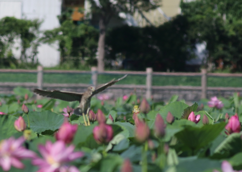 f:id:funatuyo:20150721083430j:image