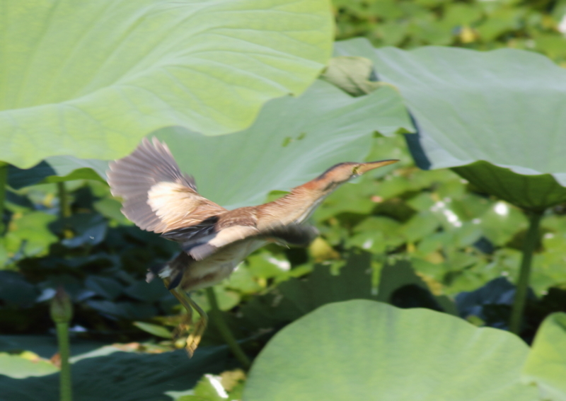 f:id:funatuyo:20150721084324j:image