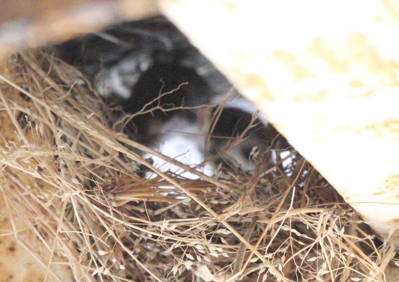f:id:funatuyo:20150721151132j:image