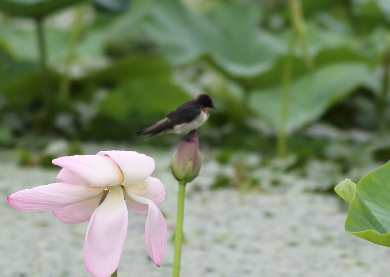 f:id:funatuyo:20150723152257j:image