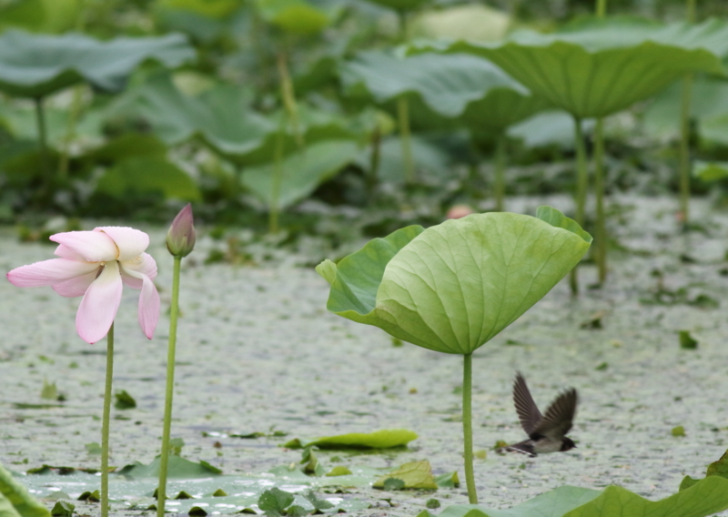 f:id:funatuyo:20150723152259j:image