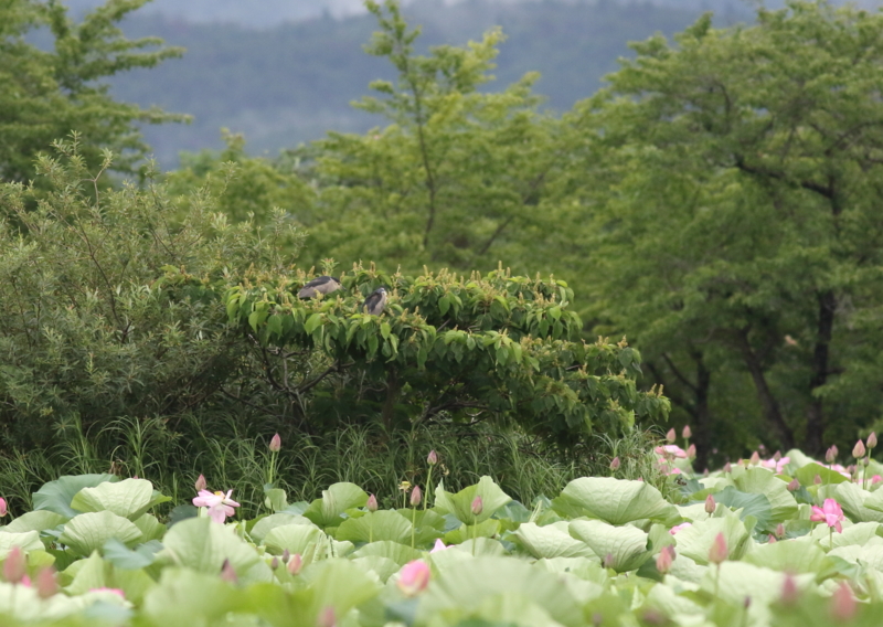 f:id:funatuyo:20150723152758j:image