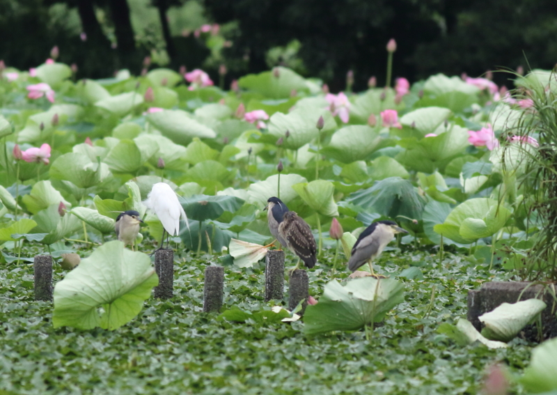 f:id:funatuyo:20150723153047j:image