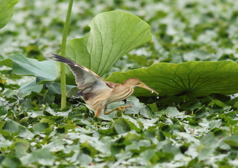 f:id:funatuyo:20150723153221j:image