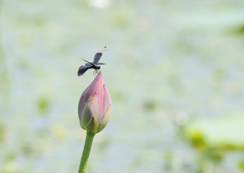 f:id:funatuyo:20150725100600j:image