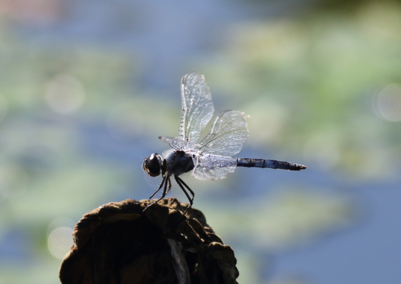 f:id:funatuyo:20150726155153j:image