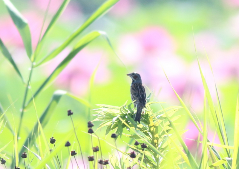 f:id:funatuyo:20150727075649j:image