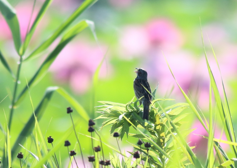 f:id:funatuyo:20150727075651j:image