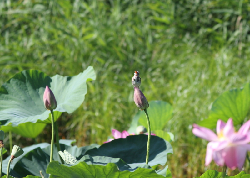 f:id:funatuyo:20150727080539j:image