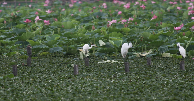 f:id:funatuyo:20150728161918j:image