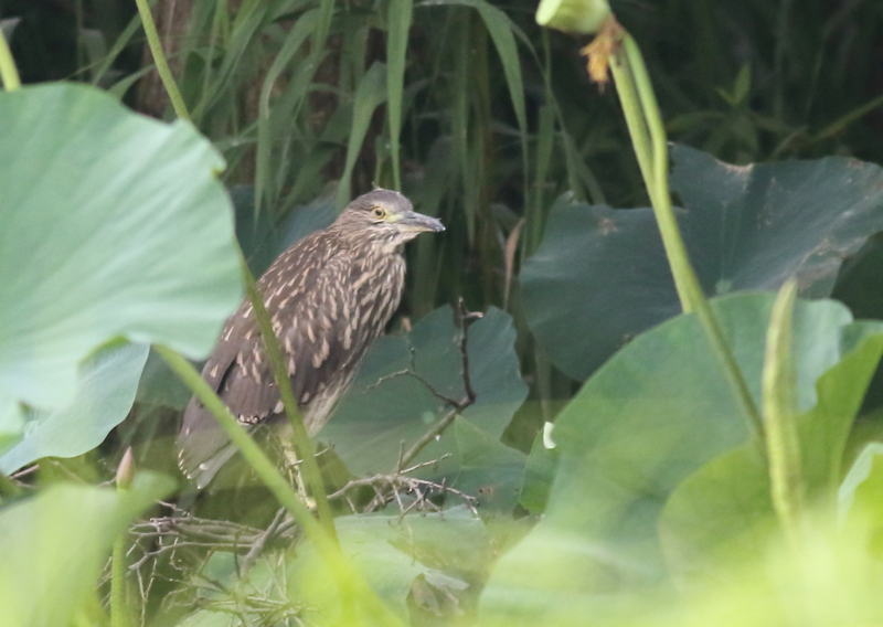 f:id:funatuyo:20150729084513j:image
