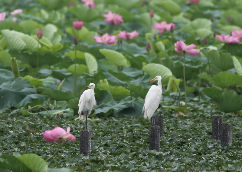 f:id:funatuyo:20150729085102j:image