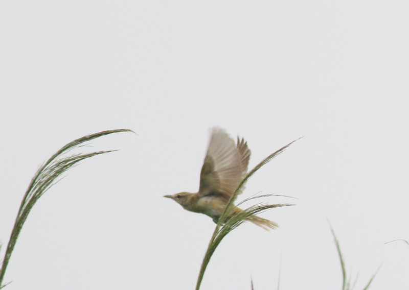 f:id:funatuyo:20150731081843j:image